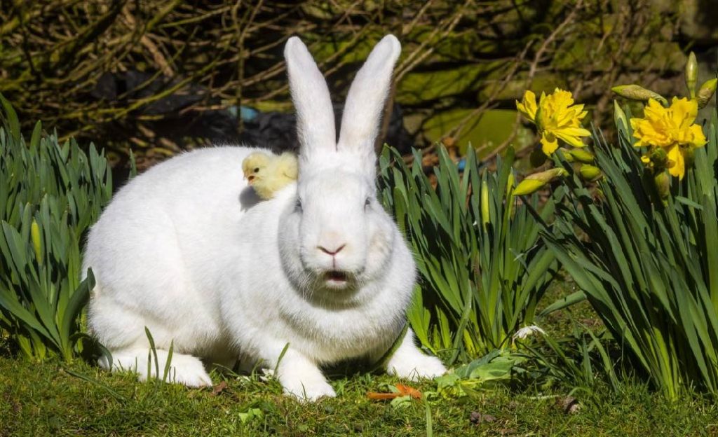Albino Rabbit Health Issues of Albino Rabbits - Ace Pets